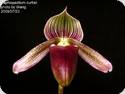 Paph. curtisii